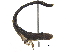  (Cladonota apicalis - CCDB-32962-E09)  @11 [ ] CreativeCommons - Attribution (2019) CBG Photography Group Smithsonian Institution