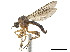  (Hoplopeza - CCDB-32963-B11)  @11 [ ] CreativeCommons - Attribution (2019) CBG Photography Group Smithsonian Institution