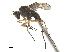  (Stenopygium - CCDB-32963-D11)  @11 [ ] CreativeCommons - Attribution (2019) CBG Photography Group Smithsonian Institution