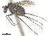  (Cymatopus - CCDB-32963-E01)  @11 [ ] CreativeCommons - Attribution (2019) CBG Photography Group Smithsonian Institution