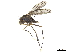  (Diostracus antennalis - CCDB-32963-E03)  @11 [ ] CreativeCommons - Attribution (2019) CBG Photography Group Smithsonian Institution