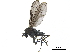  ( - CCDB-32963-E05)  @11 [ ] CreativeCommons - Attribution (2019) CBG Photography Group Smithsonian Institution