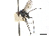  ( - CCDB-32963-E10)  @11 [ ] CreativeCommons - Attribution (2019) CBG Photography Group Smithsonian Institution