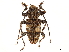  ( - CCDB-32964-G07)  @11 [ ] CreativeCommons - Attribution (2019) CBG Photography Group Smithsonian Institution