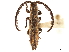  ( - CCDB-32964-G10)  @11 [ ] CreativeCommons - Attribution (2019) CBG Photography Group Smithsonian Institution