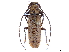  ( - CCDB-32964-H04)  @11 [ ] CreativeCommons - Attribution (2019) CBG Photography Group Smithsonian Institution