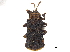  (Octotoma - CCDB-32965-B12)  @11 [ ] CreativeCommons - Attribution (2018) CBG Photography Group Smithsonian Institution