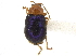 (Homoschema - CCDB-32965-C04)  @11 [ ] CreativeCommons - Attribution (2018) CBG Photography Group Smithsonian Institution