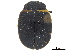  ( - CCDB-32966-D01)  @11 [ ] CreativeCommons - Attribution (2019) CBG Photography Group Smithsonian Institution