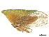  (Stegaspis - CCDB-32967-B04)  @11 [ ] CreativeCommons - Attribution (2019) CBG Photography Group Smithsonian Institution