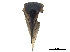  ( - CCDB-32967-B09)  @11 [ ] CreativeCommons - Attribution (2019) CBG Photography Group Smithsonian Institution