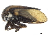  (Monobelini - CCDB-32967-B09)  @11 [ ] CreativeCommons - Attribution (2019) CBG Photography Group Smithsonian Institution