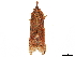 ( - CCDB-32968-B02)  @11 [ ] CreativeCommons - Attribution (2019) CBG Photography Group Smithsonian Institution