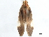  ( - CCDB-32968-D09)  @11 [ ] CreativeCommons - Attribution (2019) CBG Photography Group Smithsonian Institution