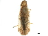  ( - CCDB-32968-D12)  @11 [ ] CreativeCommons - Attribution (2019) CBG Photography Group Smithsonian Institution
