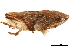  ( - CCDB-32968-E04)  @11 [ ] CreativeCommons - Attribution (2019) CBG Photography Group Smithsonian Institution
