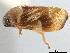  ( - CCDB-32968-E12)  @11 [ ] CreativeCommons - Attribution (2019) CBG Photography Group Smithsonian Institution