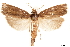  ( - CCDB-32968-G08)  @11 [ ] CreativeCommons - Attribution (2019) CBG Photography Group Smithsonian Institution
