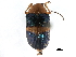  (Chalcophana cincta - CCDB-32969-A03)  @11 [ ] CreativeCommons - Attribution (2019) CBG Photography Group Smithsonian Institution