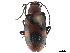  ( - CCDB-32970-B01)  @11 [ ] CreativeCommons - Attribution (2019) CBG Photography Group Smithsonian Institution