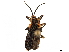  (Chalepispa - CCDB-32970-H02)  @11 [ ] CreativeCommons - Attribution (2019) CBG Photography Group Smithsonian Institution
