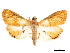  (Aureopteryx - CCDB-32971-A03)  @11 [ ] CreativeCommons - Attribution (2019) CBG Photography Group Smithsonian Institution