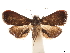  ( - CCDB-32971-F03)  @11 [ ] CreativeCommons - Attribution (2019) CBG Photography Group Smithsonian Institution
