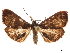 ( - CCDB-32971-F04)  @13 [ ] CreativeCommons - Attribution (2019) CBG Photography Group Smithsonian Institution