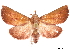  ( - CCDB-32971-H01)  @11 [ ] CreativeCommons - Attribution (2019) CBG Photography Group Smithsonian Institution