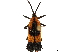  (Oxychalepus - CCDB-32972-B04)  @11 [ ] CreativeCommons - Attribution (2019) CBG Photography Group Smithsonian Institution