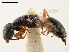  (Odontepyris - CCDB-34061-A07)  @11 [ ] CreativeCommons - Attribution (2019) CBG Photography Group Smithsonian Institution
