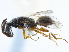  (Adelphe paradoxa - CCDB-34061-B10)  @11 [ ] CreativeCommons - Attribution (2019) CBG Photography Group Smithsonian Institution