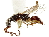  (Adelphe - CCDB-34061-B11)  @11 [ ] CreativeCommons - Attribution (2019) CBG Photography Group Smithsonian Institution