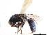  (Anachrysis - CCDB-34061-C01)  @11 [ ] CreativeCommons - Attribution (2019) CBG Photography Group Smithsonian Institution