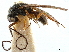  (Indothrix - CCDB-34061-C04)  @11 [ ] CreativeCommons - Attribution (2019) CBG Photography Group Smithsonian Institution