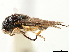  (Mahinda - CCDB-34061-C07)  @11 [ ] CreativeCommons - Attribution (2019) CBG Photography Group Smithsonian Institution