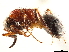  (Serendibula - CCDB-34061-C08)  @11 [ ] CreativeCommons - Attribution (2019) CBG Photography Group Smithsonian Institution
