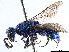  ( - CCDB-34061-C11)  @11 [ ] CreativeCommons - Attribution (2019) CBG Photography Group Smithsonian Institution