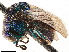  ( - CCDB-34061-D02)  @11 [ ] CreativeCommons - Attribution (2019) CBG Photography Group Smithsonian Institution