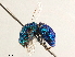  ( - CCDB-34061-D09)  @11 [ ] CreativeCommons - Attribution (2019) CBG Photography Group Smithsonian Institution