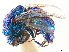  ( - CCDB-34061-D10)  @11 [ ] CreativeCommons - Attribution (2019) CBG Photography Group Smithsonian Institution