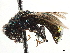  ( - CCDB-34061-D11)  @12 [ ] CreativeCommons - Attribution (2019) CBG Photography Group Smithsonian Institution
