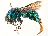  ( - CCDB-34061-E04)  @11 [ ] CreativeCommons - Attribution (2019) CBG Photography Group Smithsonian Institution
