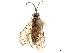  (Rocalia longipennis - CCDB-34061-F12)  @11 [ ] CreativeCommons - Attribution (2019) CBG Photography Group Smithsonian Institution
