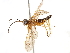  ( - CCDB-34061-H10)  @11 [ ] CreativeCommons - Attribution (2019) CBG Photography Group Smithsonian Institution