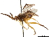  (Acorduloceridea ruficeps - CCDB-34062-B01)  @11 [ ] CreativeCommons - Attribution (2019) CBG Photography Group Smithsonian Institution