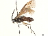  (Krausius - CCDB-34062-B02)  @11 [ ] CreativeCommons - Attribution (2019) CBG Photography Group Smithsonian Institution