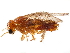  (Enjijus - CCDB-34062-B03)  @11 [ ] CreativeCommons - Attribution (2019) CBG Photography Group Smithsonian Institution