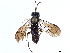 (Allantidea - CCDB-34062-C09)  @11 [ ] CreativeCommons - Attribution (2019) CBG Photography Group Smithsonian Institution