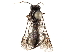  (Beleses nigrifemoratus - CCDB-34062-D03)  @11 [ ] CreativeCommons - Attribution (2019) CBG Photography Group Smithsonian Institution